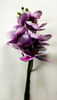 Big orchid-7T