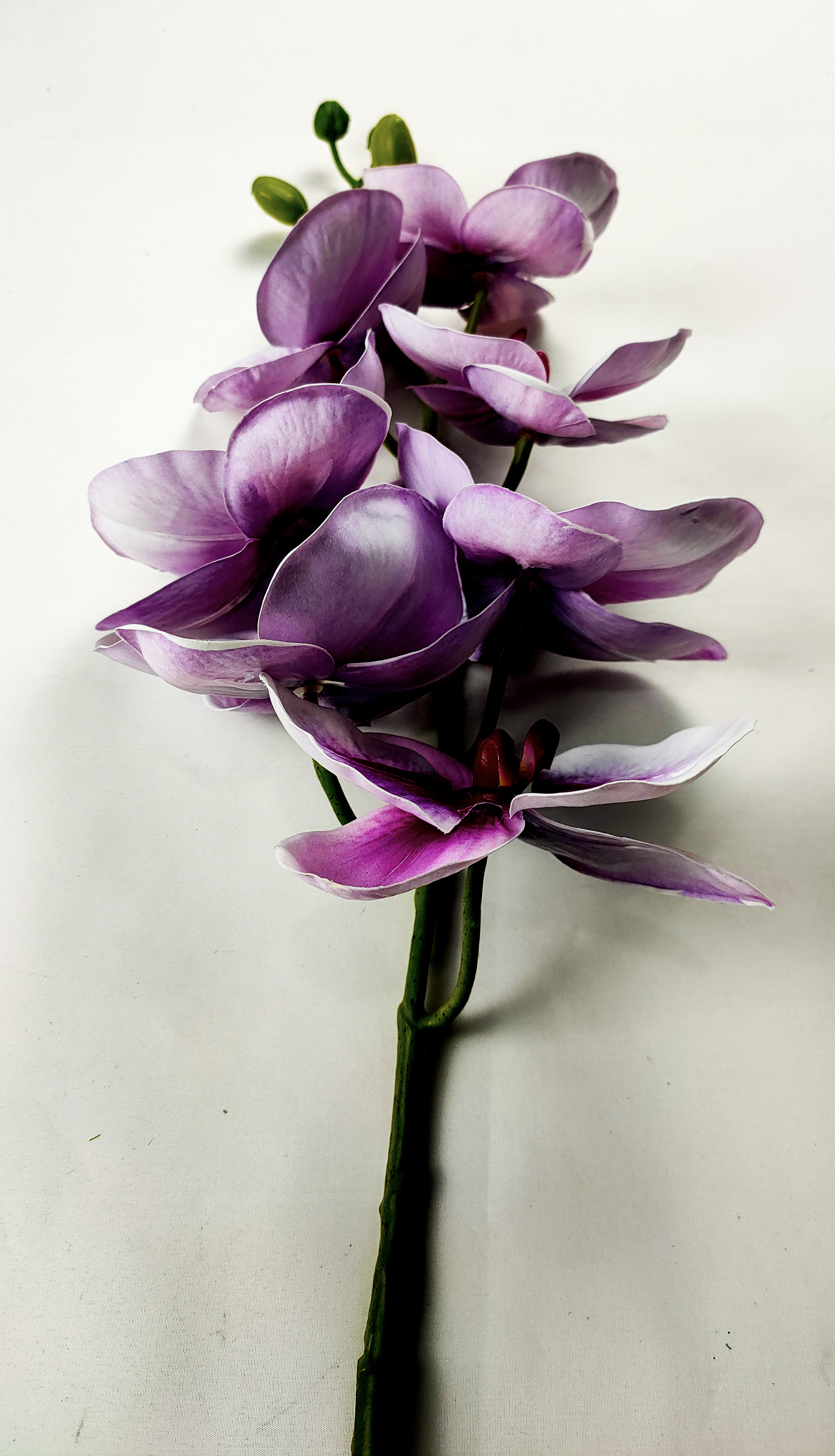 Big orchid-7T