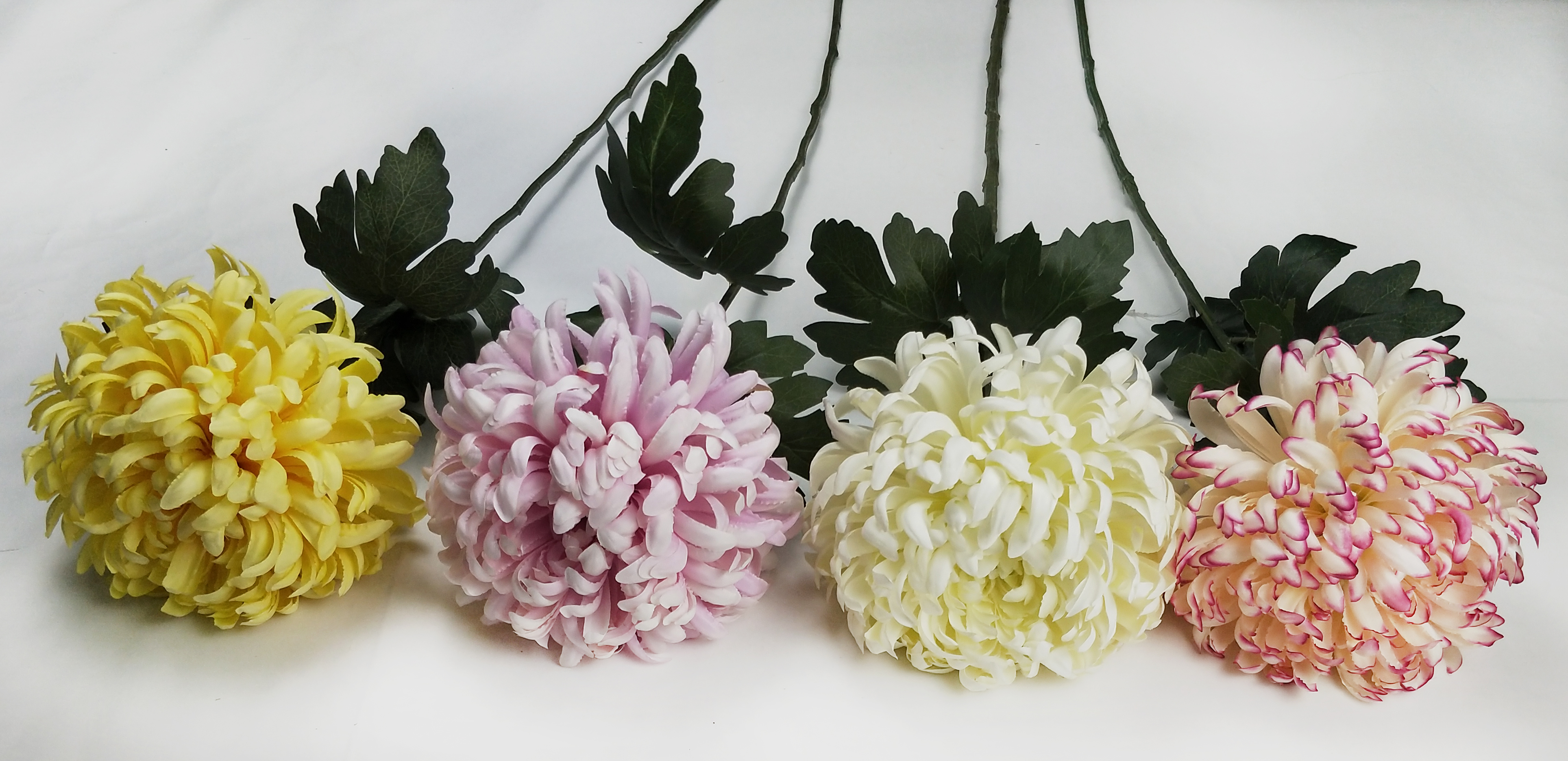 Single large chrysanthemum