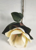 Single magnolia-1T