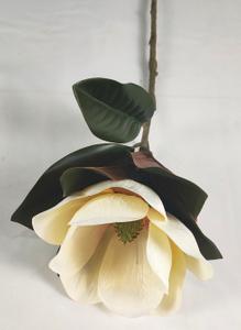 Single magnolia-1T