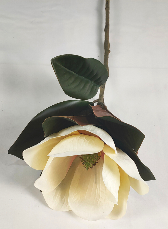 Single magnolia-1T