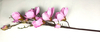 Single branch of magnolias