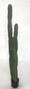 155cm Columns Cactus