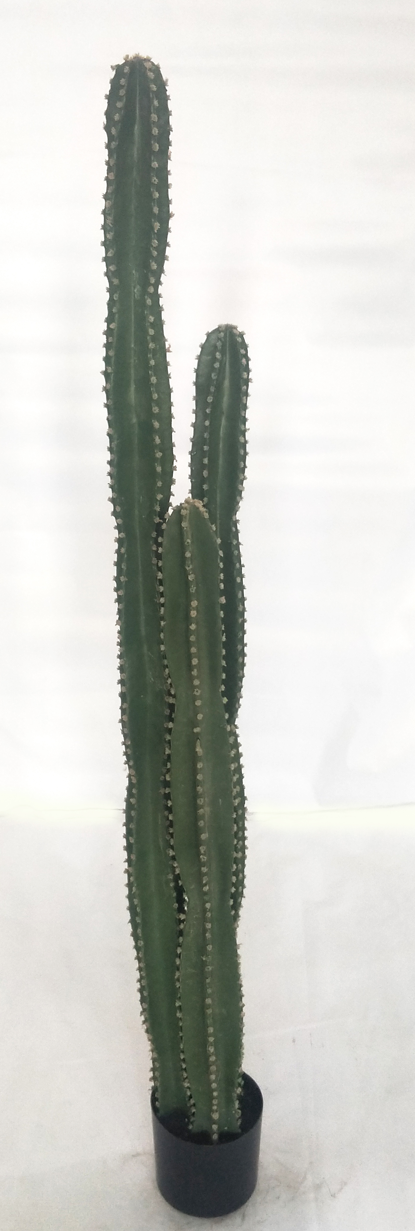 155cm Columns Cactus