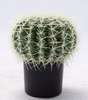 33cm Ball Cactus