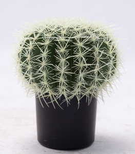33cm Ball Cactus