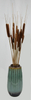 Cattail