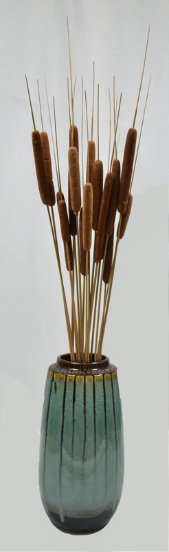 Cattail