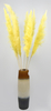 Reed