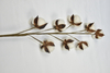 8T-Cotton