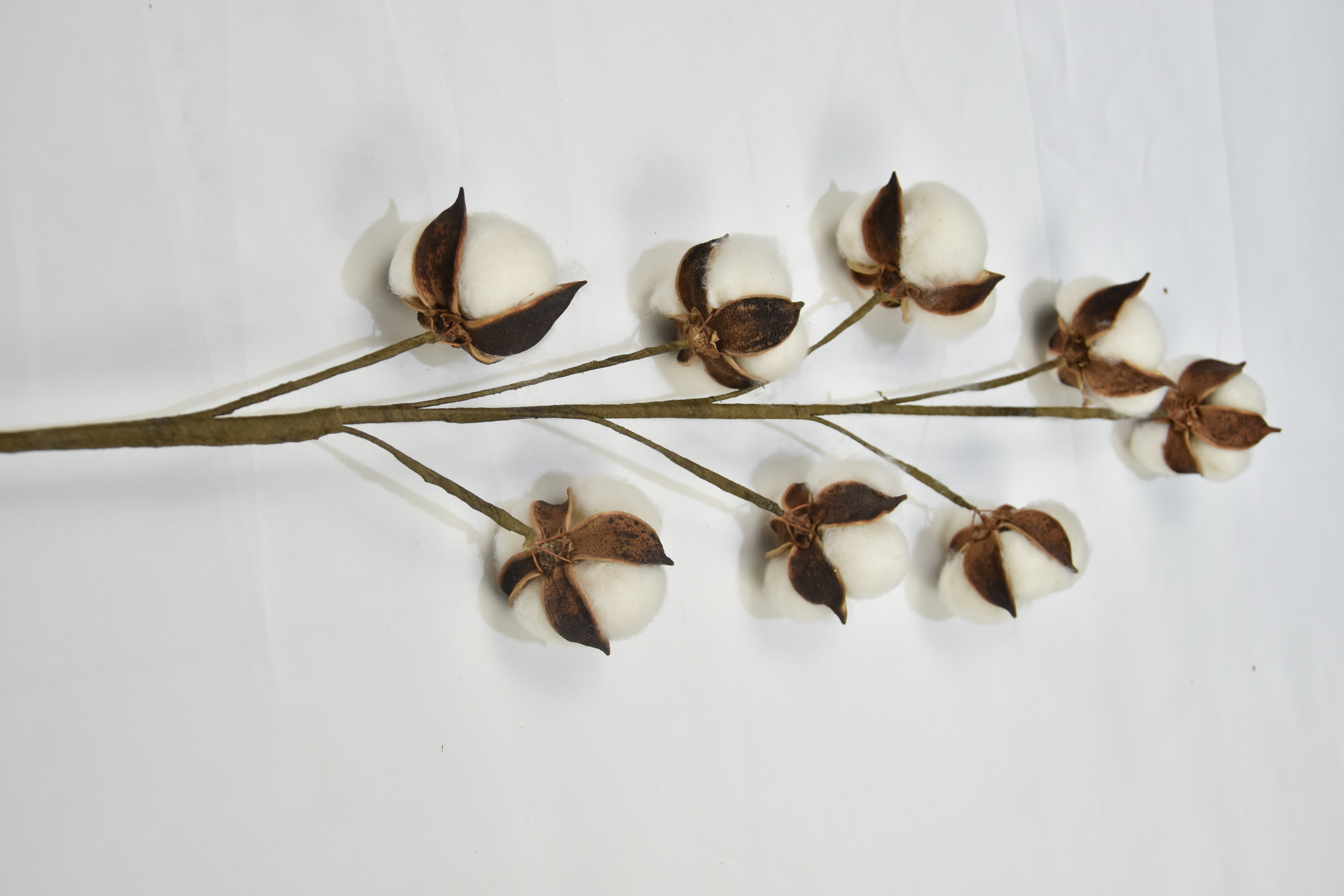8T-Cotton