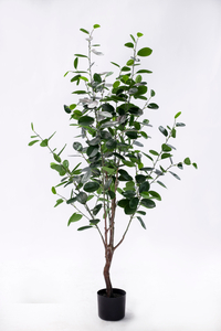New 145cm Ficus