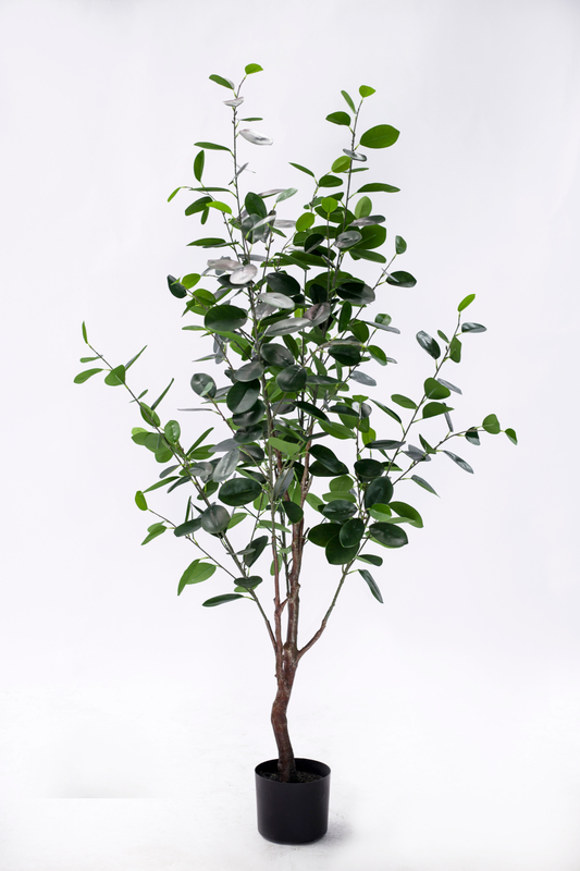 New 145cm Ficus