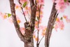 140cm Blossom
