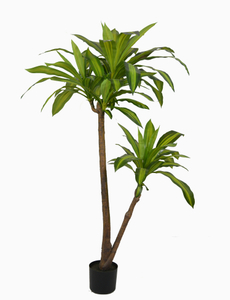 135cm Dracaena Fragrans