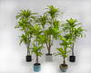 NEW 185cm Dracaena Fragrans
