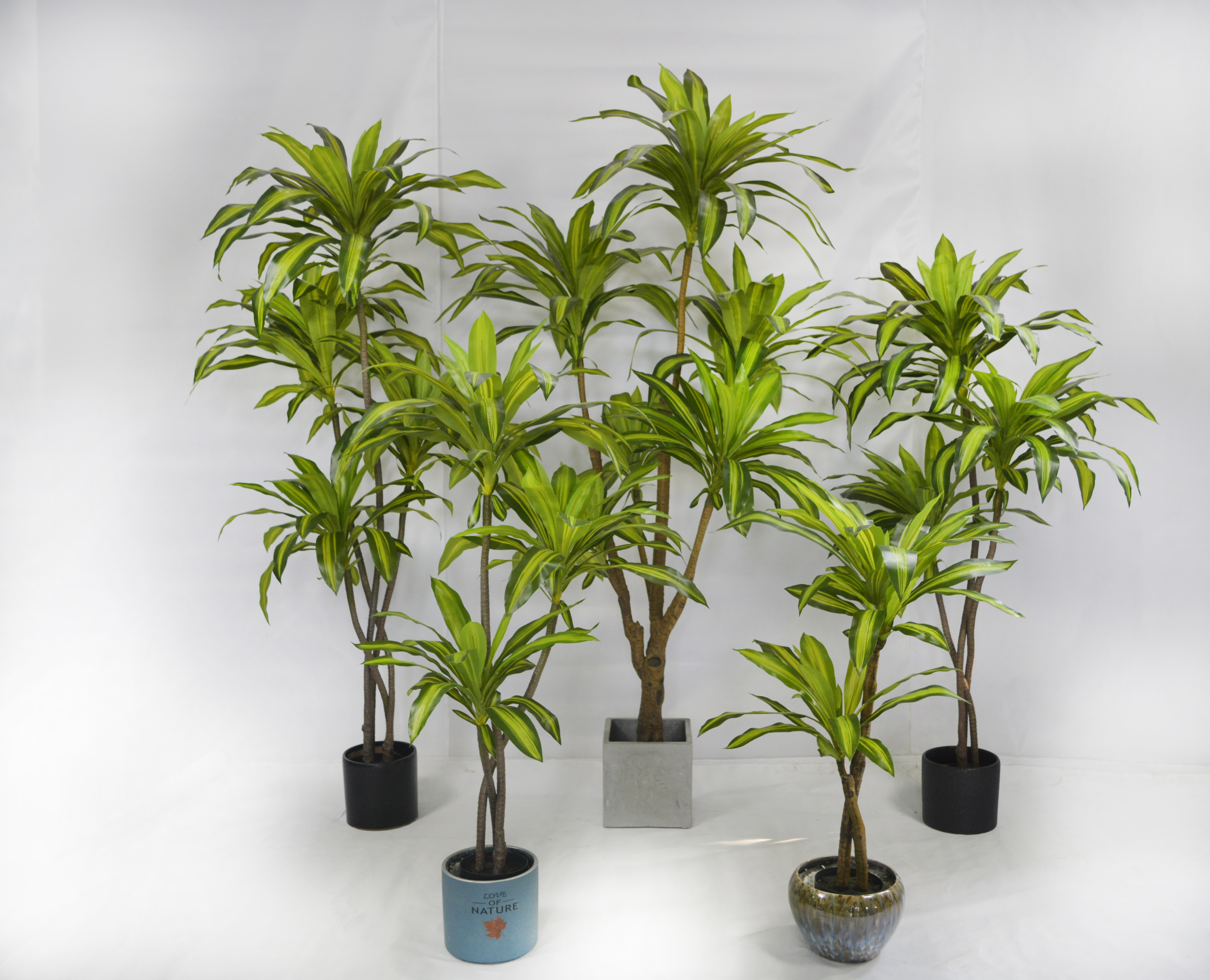 NEW 185cm Dracaena Fragrans