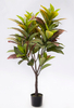 120cm Croton Plant