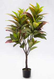 120cm Croton Plant