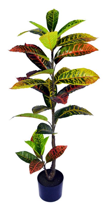 105cm Croton Plant