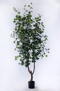 210cm Eucalyptus