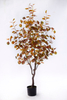 150cm Eucalyptus