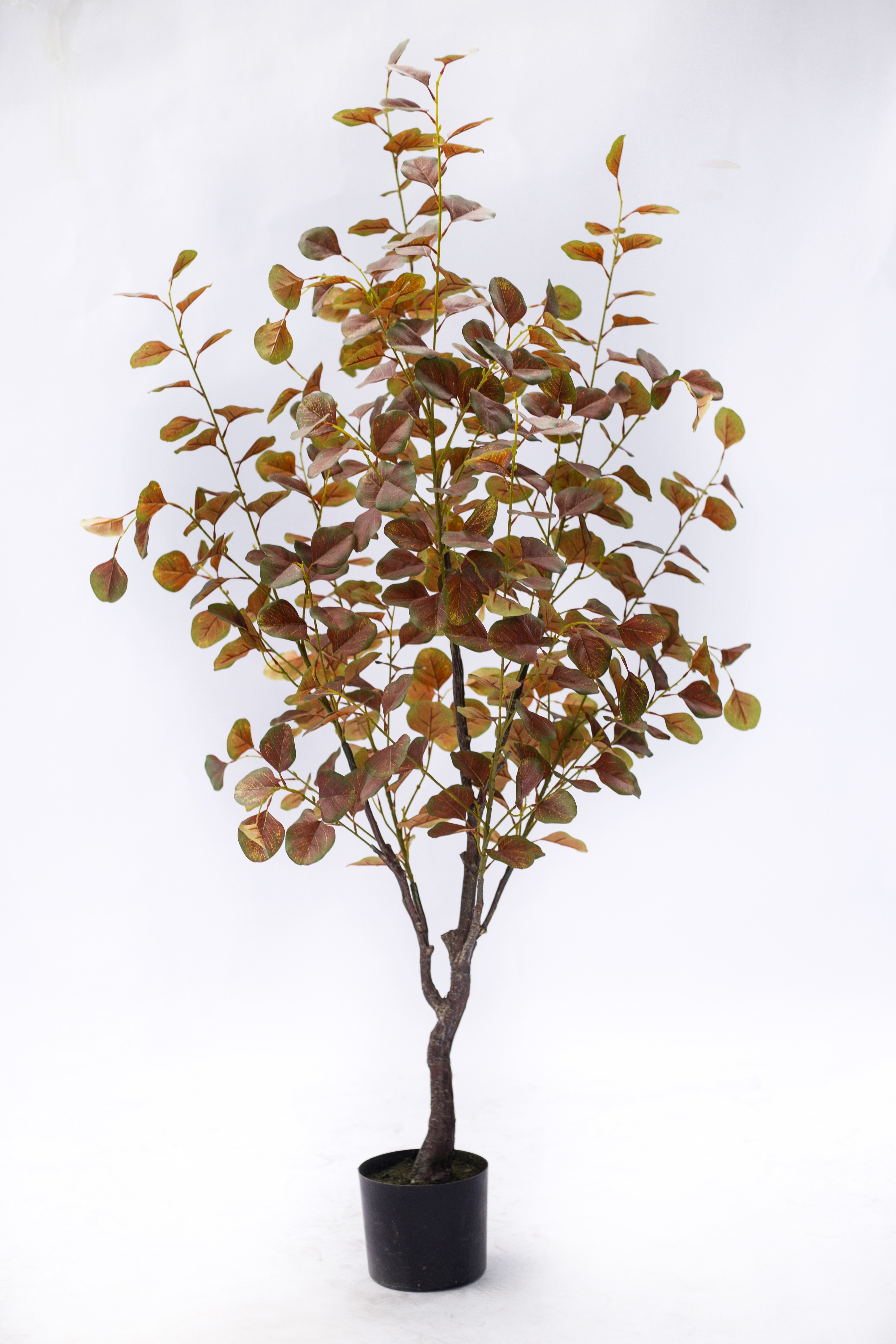 150cm Eucalyptus