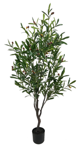 150cm Olive