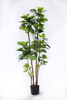158cm Aralia Fabian