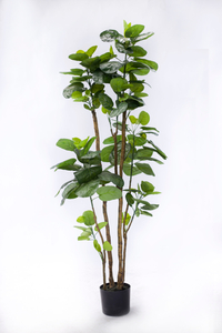 158cm Aralia Fabian