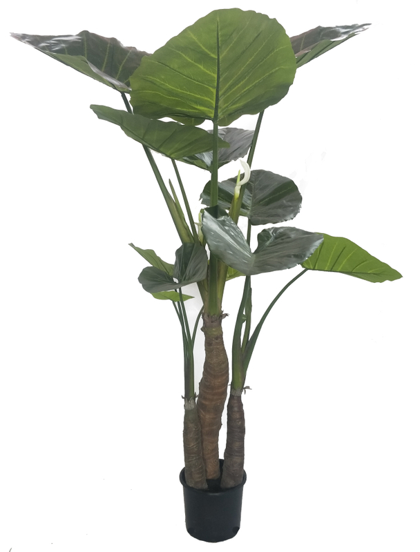 210cm Giant Taro