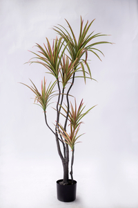 130cm Dracaena--Discolor