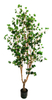 190cm Canterbury Bell
