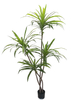 185cm Wide Dracaena