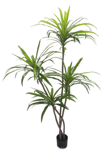 185cm Wide Dracaena