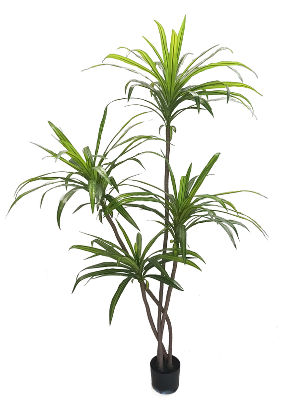 185cm Wide Dracaena