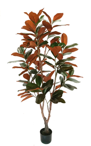 150cm Magnolia Tree