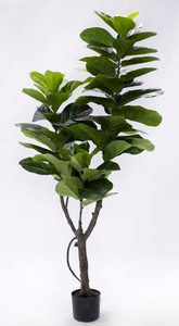 180cm Fiddle Tree