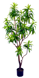 160cm Lily Bamboo