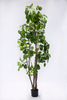 200cm Aralia Fabian