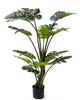 145cm Monstera Plant