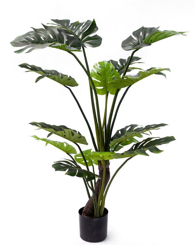 145cm Monstera Plant