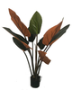 D110cm Philodendron