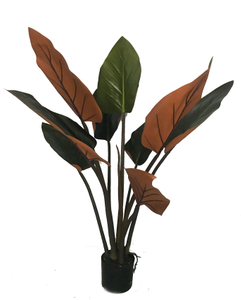 D110cm Philodendron
