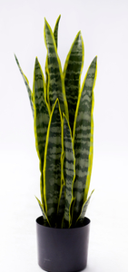68cm Abram Tiger