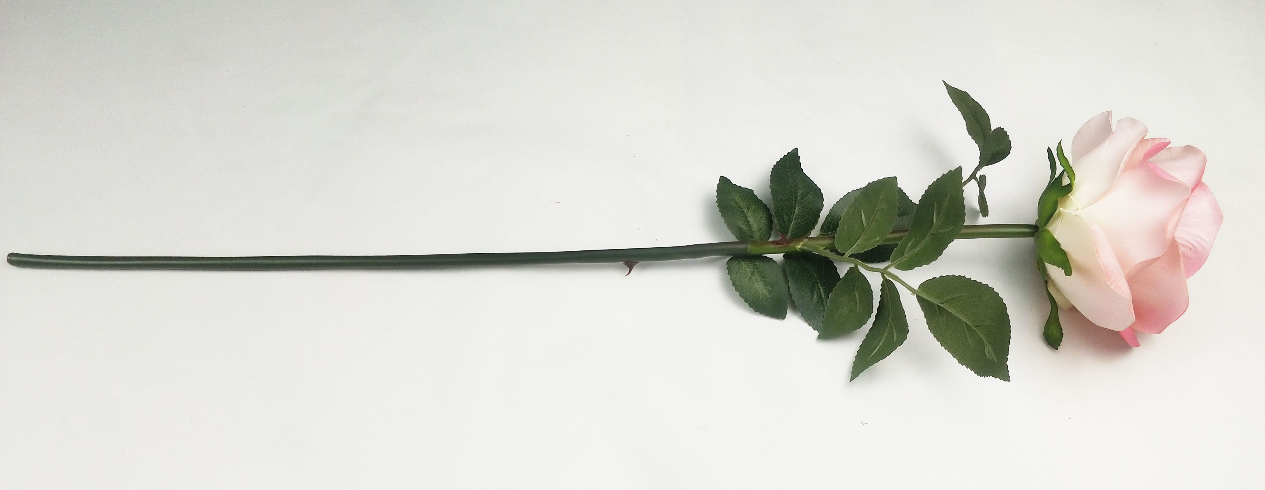Great Circle Rose