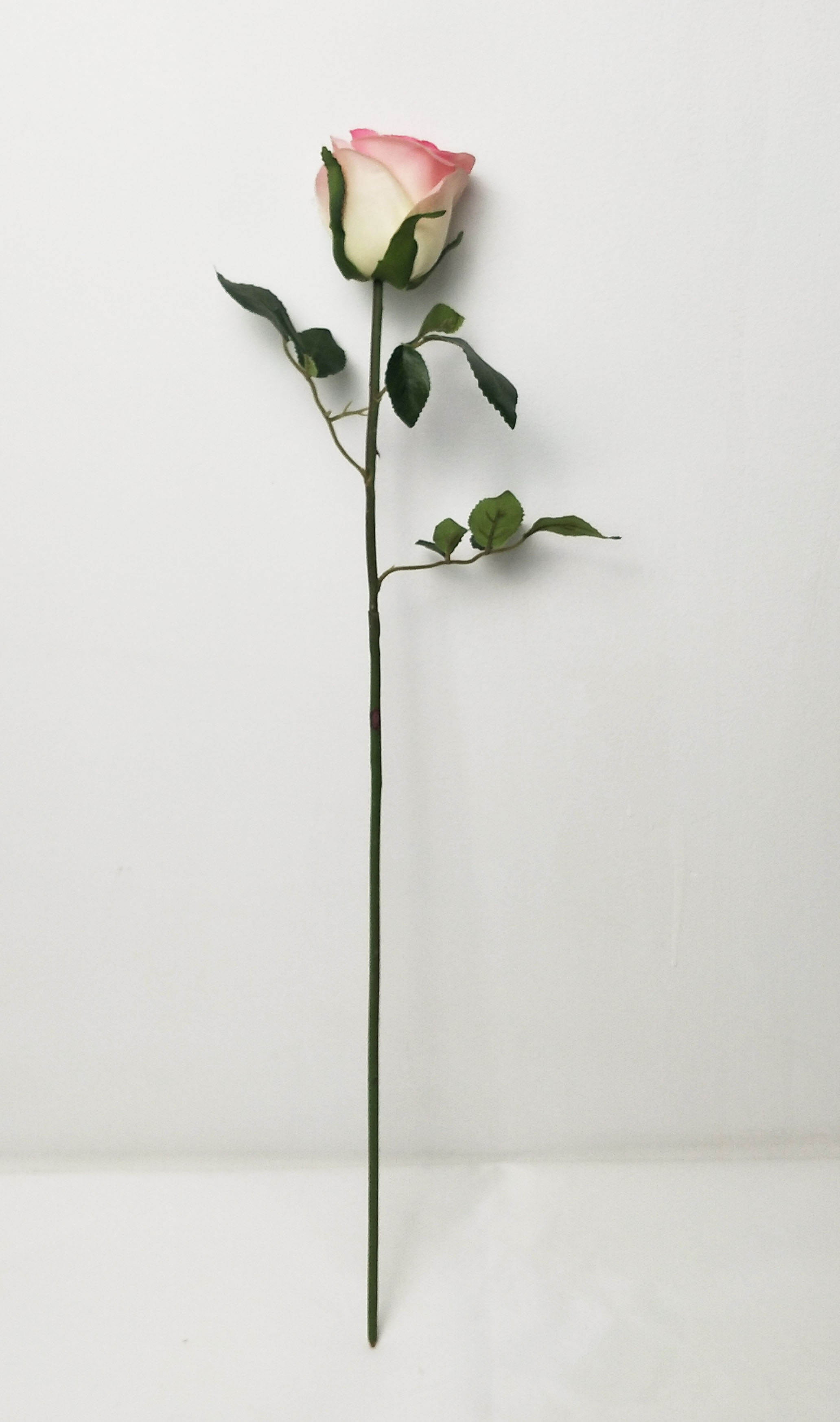 Single New Valentine's Rose