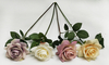 Single High-stamen Rose