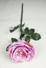 Riches No. 2 Rose